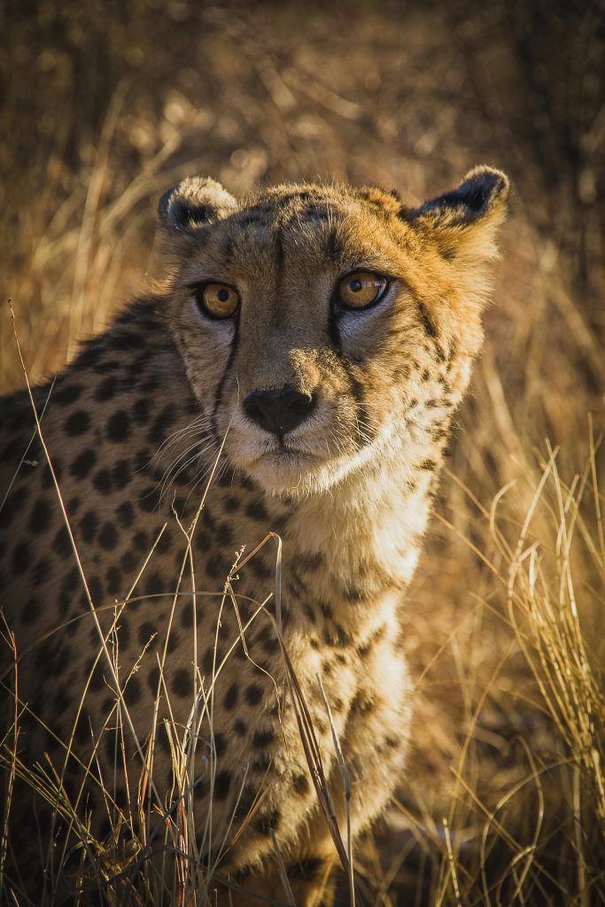 a cheetah staring with yellow eyes