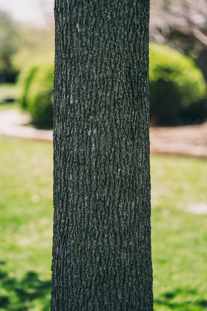 a section of tree trunk